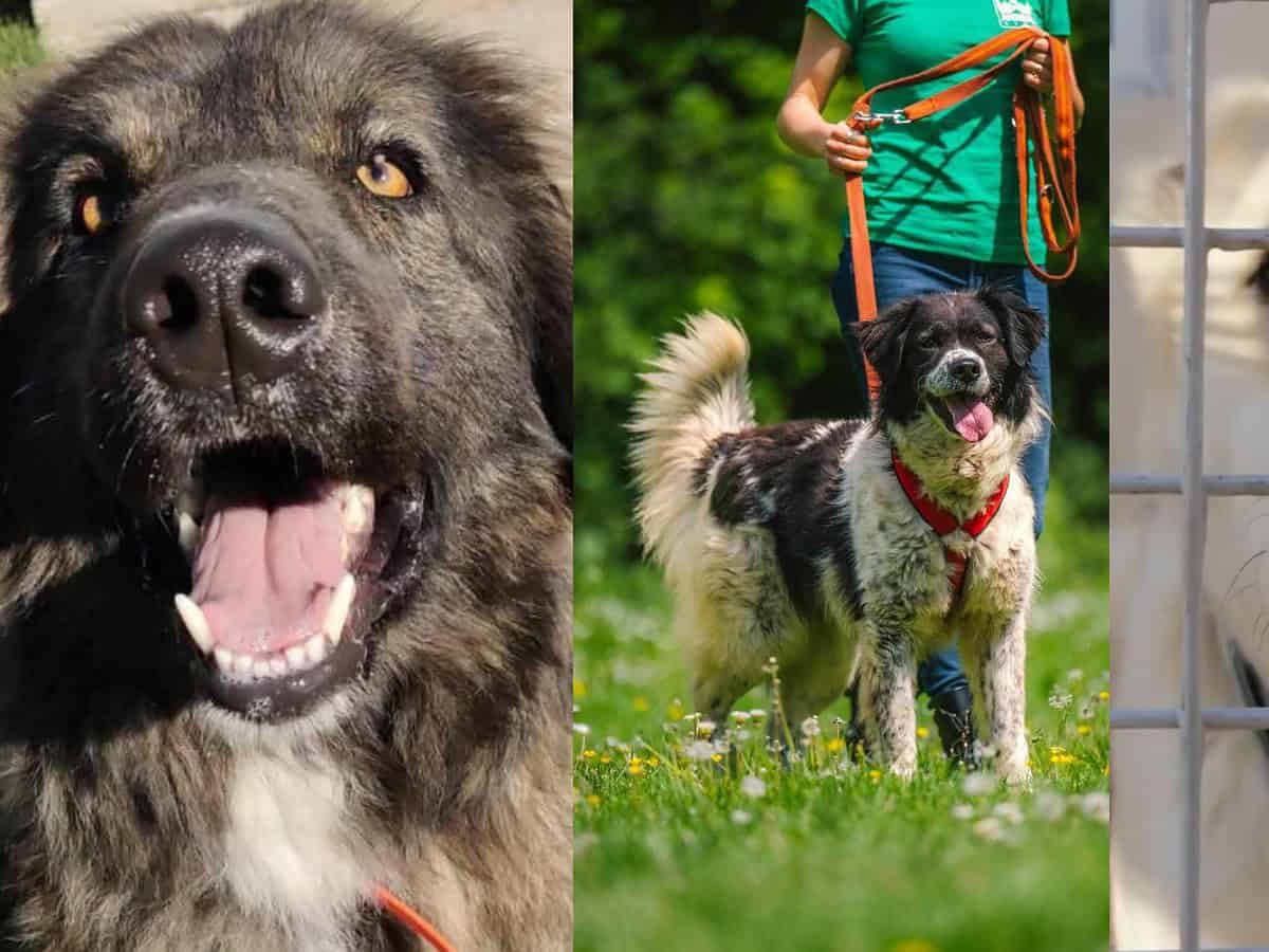 ,,Veteranii” adăpostului de animale din Sibiu. Gina, Lilou și Keano așteaptă de 3 ani să fie adoptați (video foto)