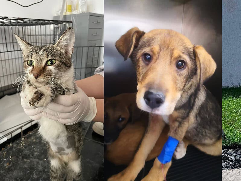 Peste 330 de animale salvate de Animal Life în 2024 și aproape alte 300 au fost adoptate