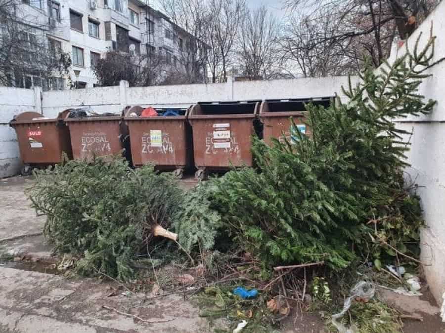 Începe colectarea brazilor de Crăciun la Sibiu