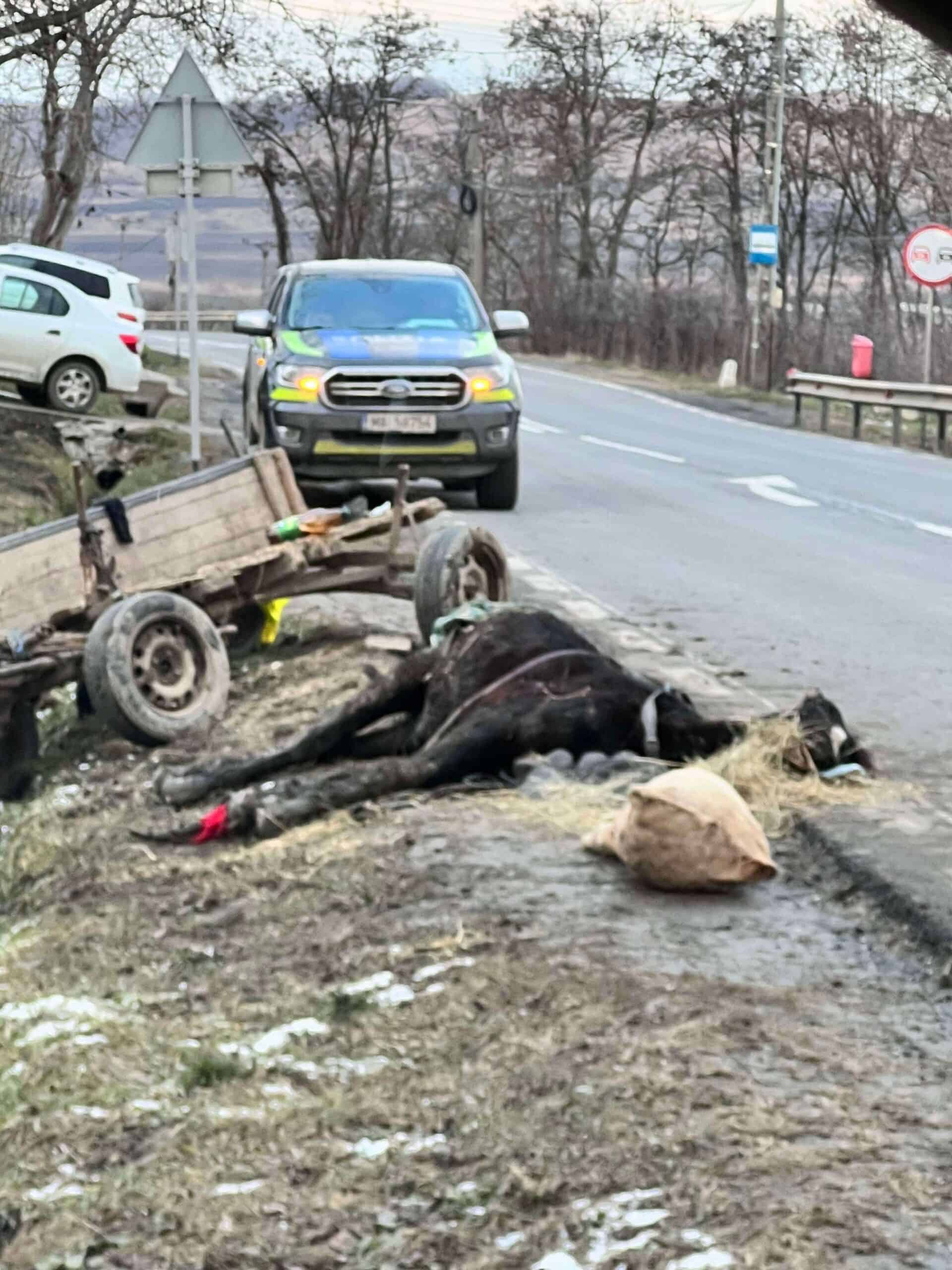 Sibian reținut după ce a bătut cu bestialitate un cal și l-a abandonat pe marginea drumului (foto)