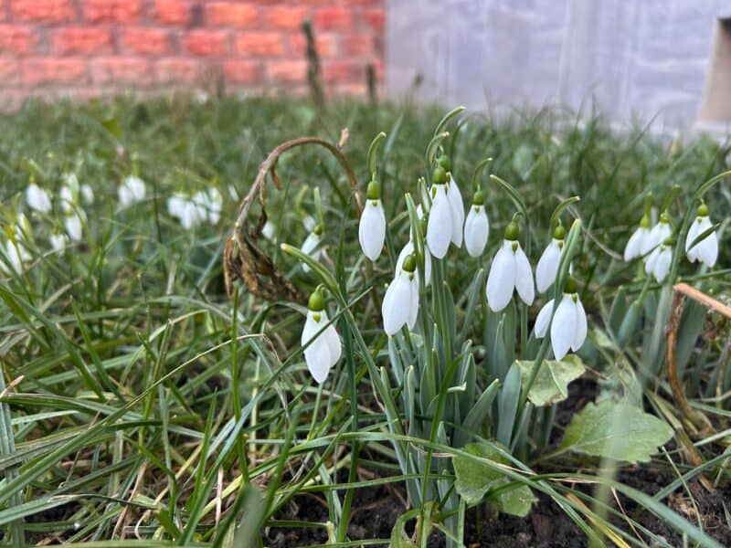 Au apărut primii ghiocei în Sibiu. Pot fi admirați în mai multe cartiere (foto)