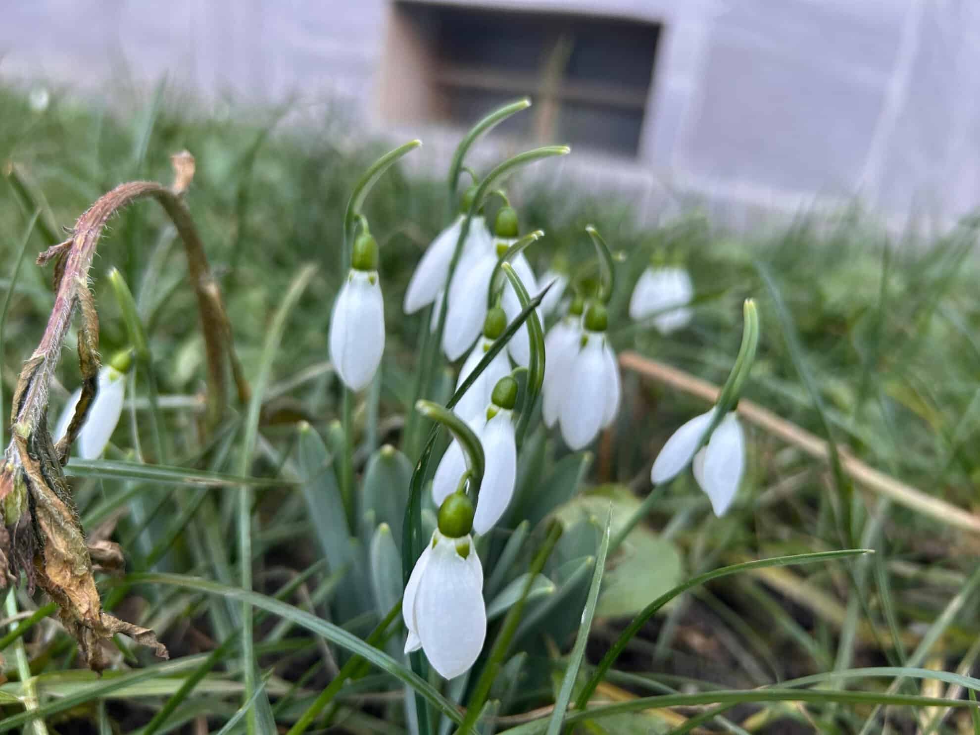 Au apărut primii ghiocei în Sibiu. Pot fi admirați în mai multe cartiere (foto)