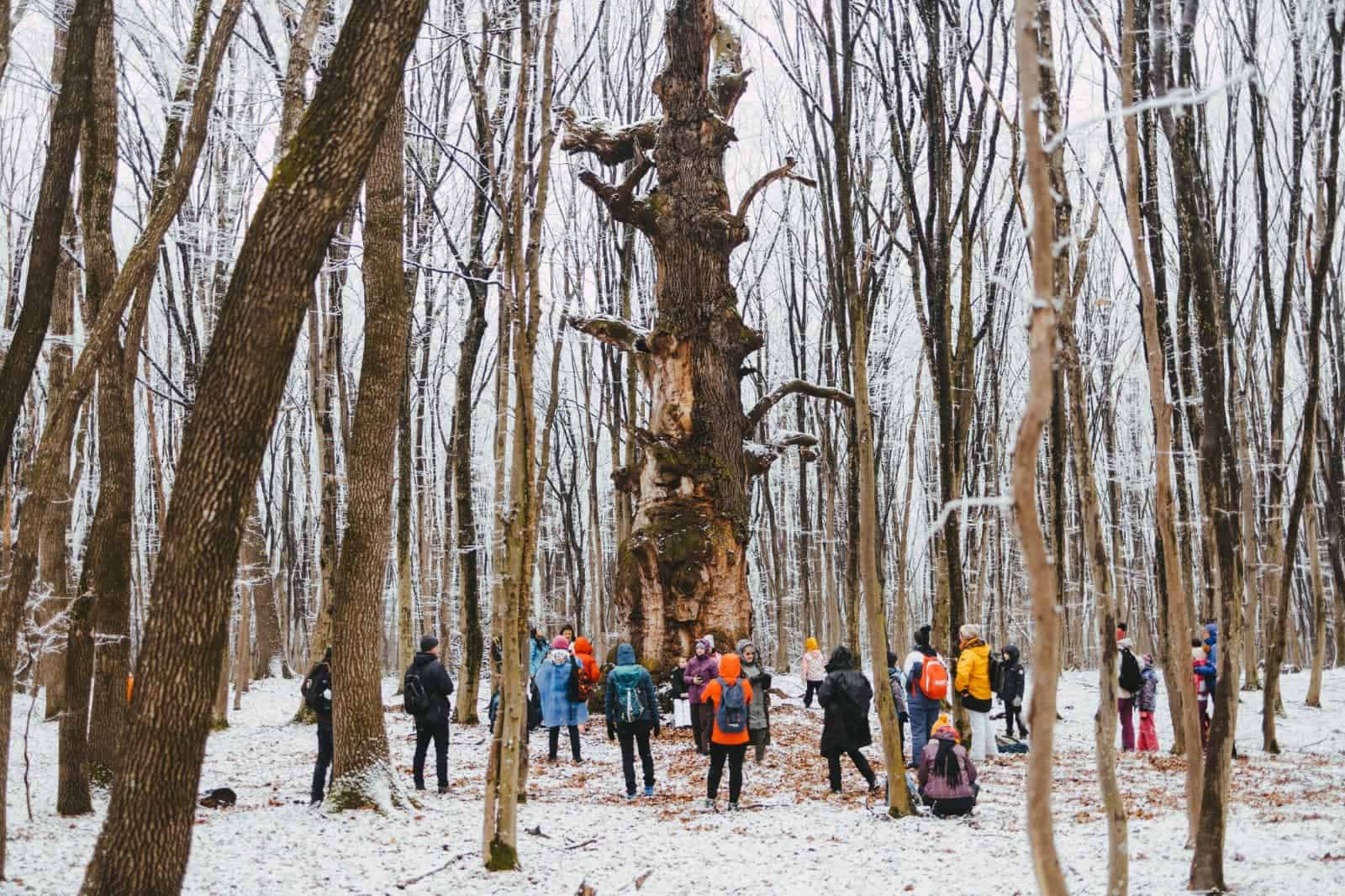 Cel mai vechi stejar din județul Sibiu are 700 de ani. La umbra lui s-ar fi odihnit Mihai Viteazul (foto)