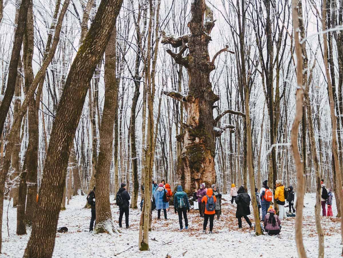 Cel mai vechi stejar din județul Sibiu are 700 de ani. La umbra lui s-ar fi odihnit Mihai Viteazul (foto)