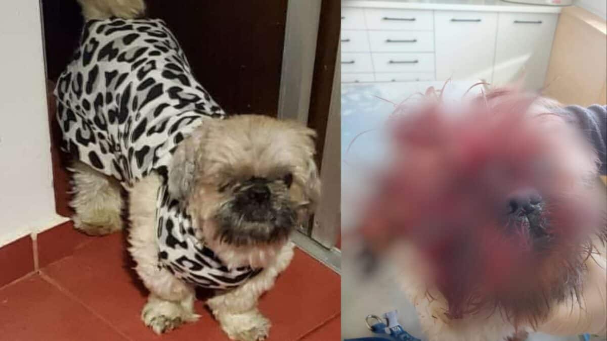 Un pitbull terorizează locuitorii din Cartierul Arhitecților. A mutilat un câine de companie (foto)