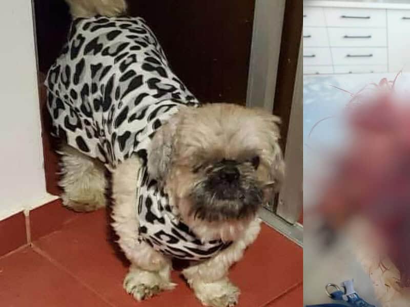 Un pitbull terorizează locuitorii din Cartierul Arhitecților. A mutilat un câine de companie (foto)