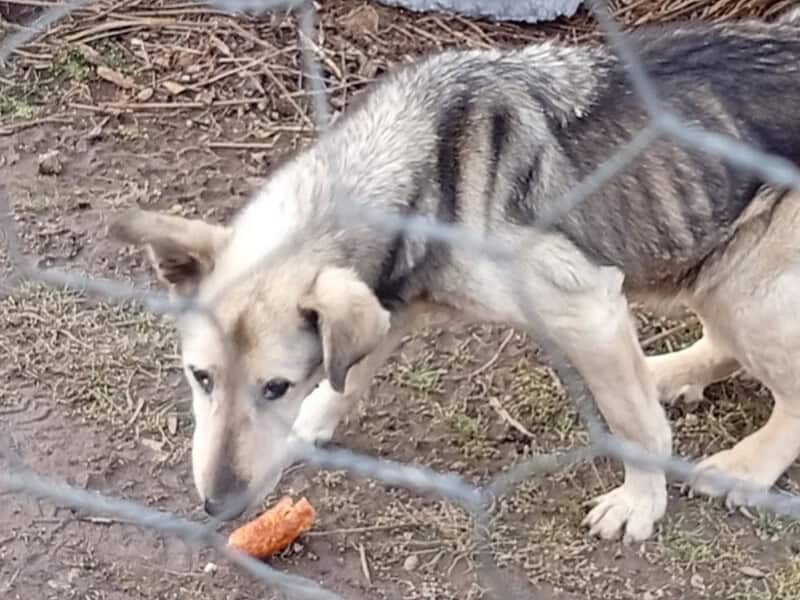 Câine maltratat într-o curte din municipiul Sibiu. Martor: ,,Autoritățile au închis ochii” (foto, video)