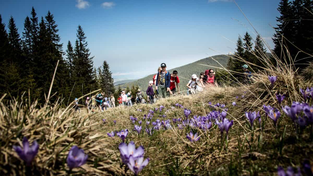 Evenimente de weekend la Sibiu: Drumeție printre brândușe, ”Derbi de Ardeal” la baschet și meci pe Municipal, principalele atracții