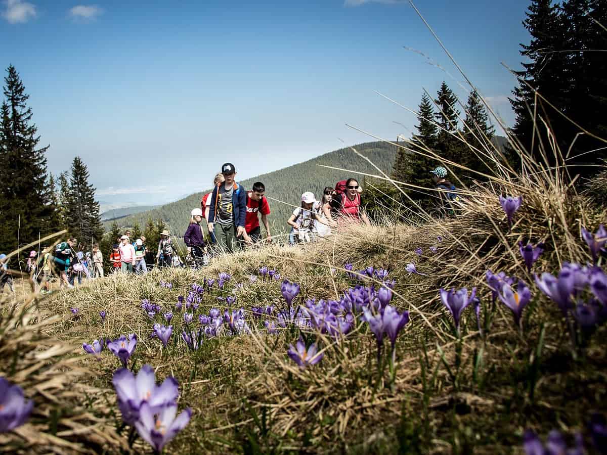 Evenimente de weekend la Sibiu: Drumeție printre brândușe, ”Derbi de Ardeal” la baschet și meci pe Municipal, principalele atracții