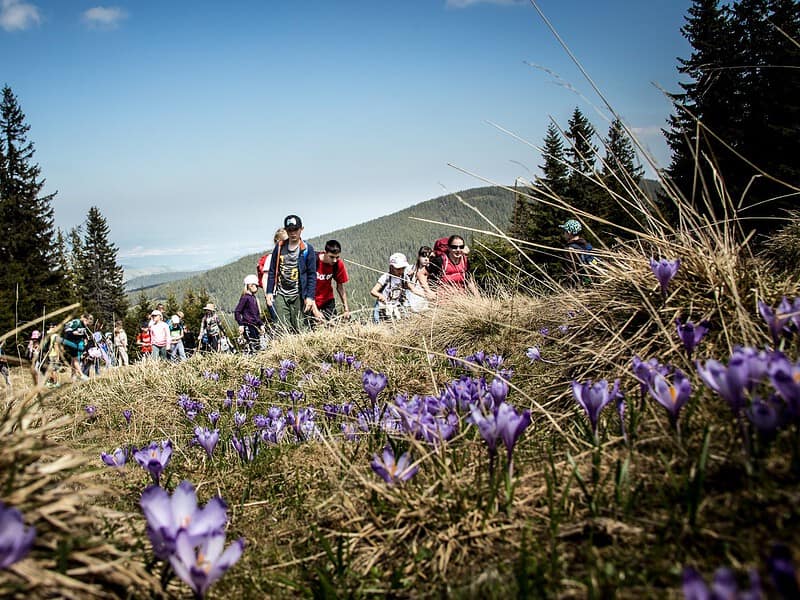 Evenimente de weekend la Sibiu: Drumeție printre brândușe, ”Derbi de Ardeal” la baschet și meci pe Municipal, principalele atracții