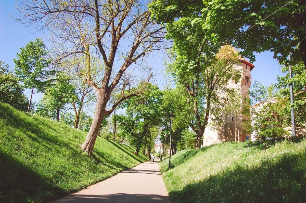 Primăria taie zeci de copaci din Sibiu. Pe listă și 3 arțari, dar și arbori din Parcul Cetății