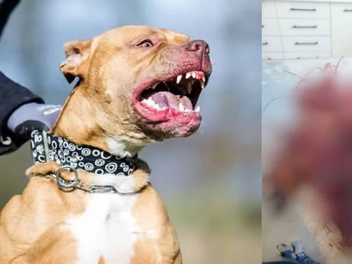 Pitbull-ul care a atacat un cățel în Cartierul Arhitecților, de negăsit. Familia lui Micky cere dreptate